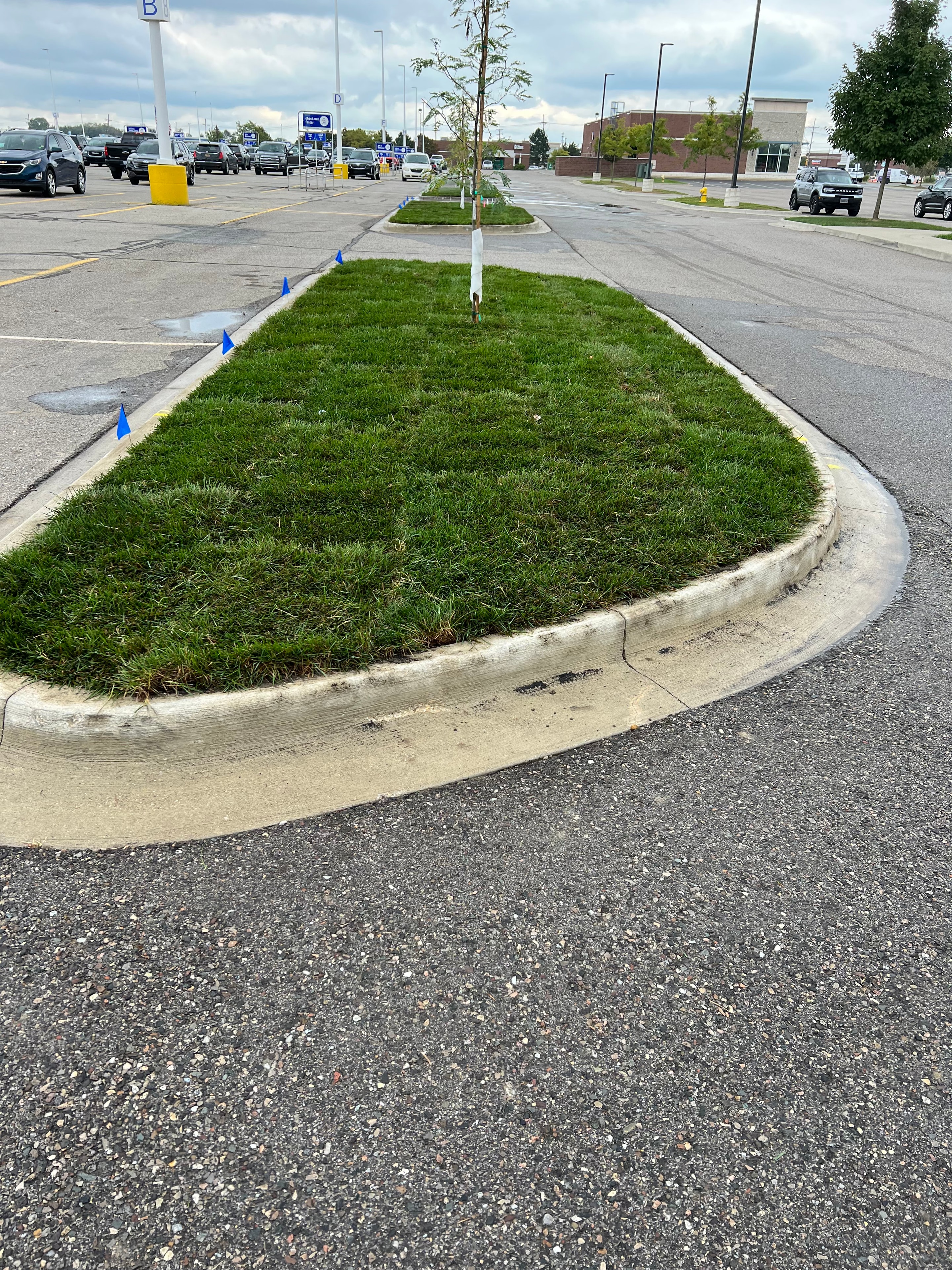 Fresh sod installation at a residential property